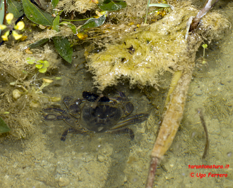 Potamon fluviatile pugliese
